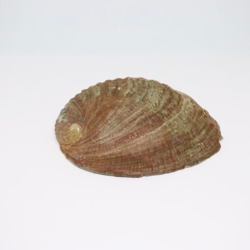 Coquille d'ormeau – Image 2