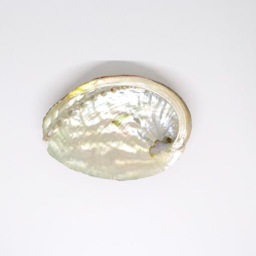 Coquille d'ormeau – Image 3